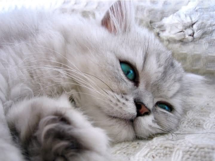 Aposto que esse gato é qualquer coisa, menos estressado! Lindo gato relaxando