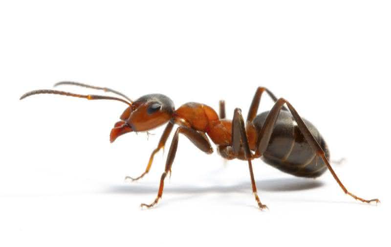 formiga