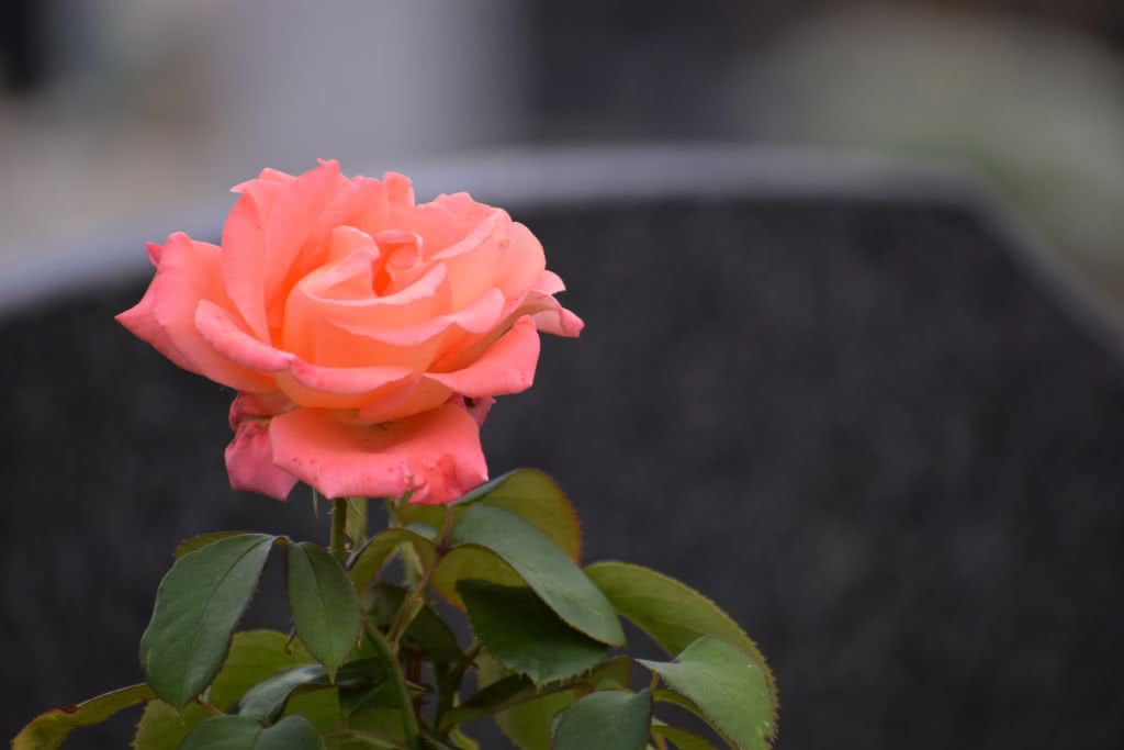 orange pink rose, flower, blooming