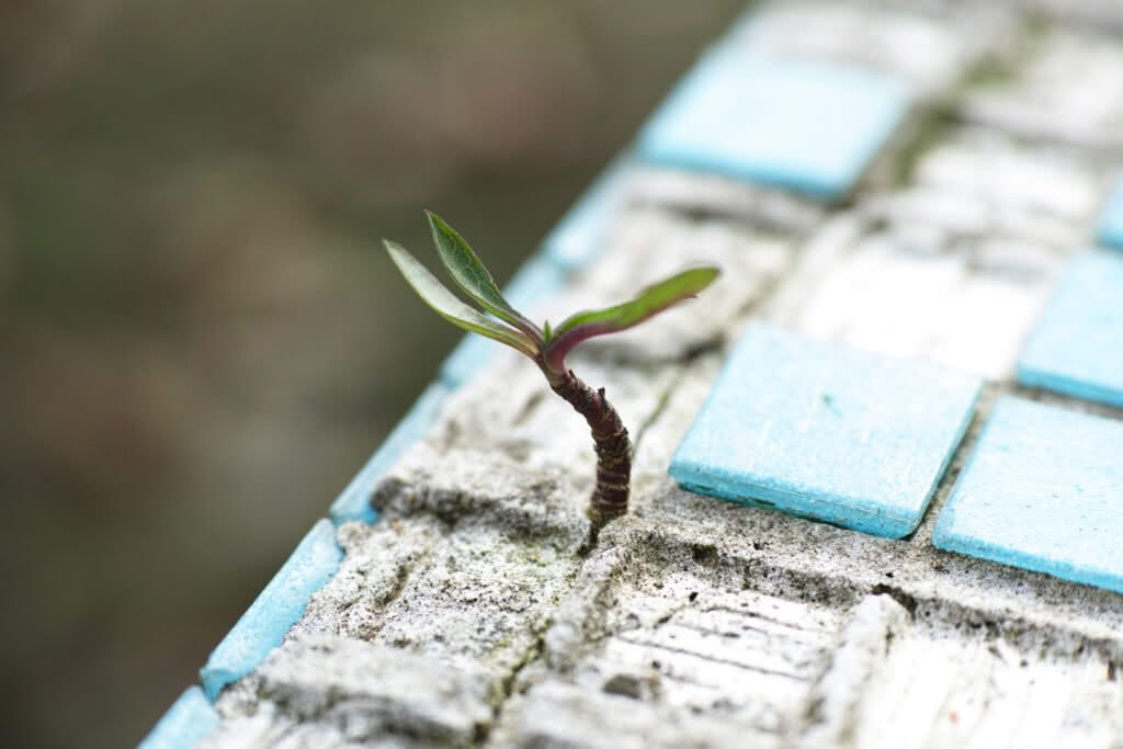 Plantinha nascendo em ambiente urbano simbolizando esperança